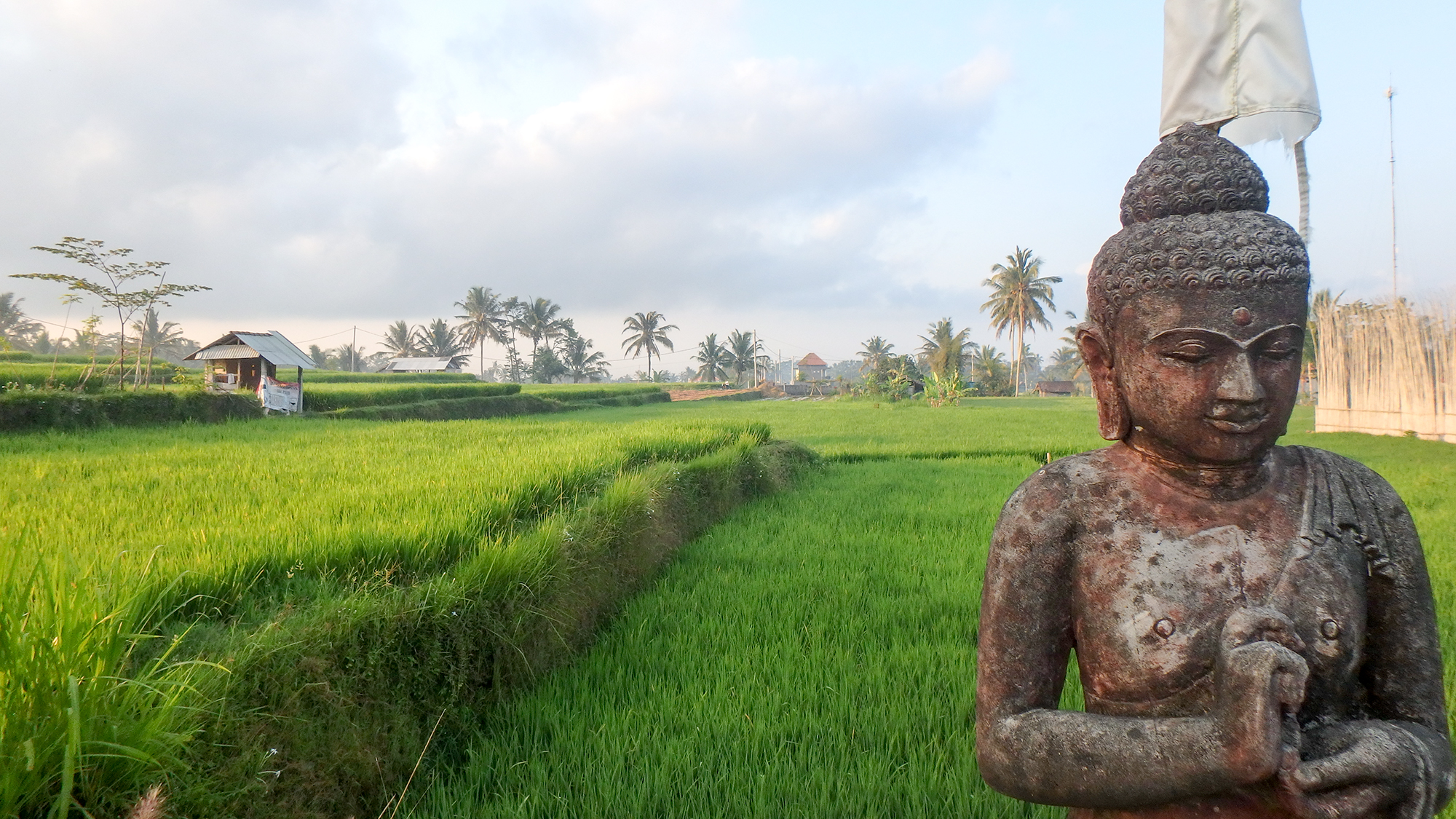 rice paddy buddha